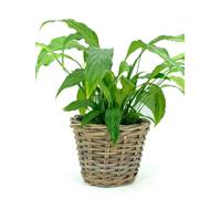 AUBRY GASPARD - Corbeille Ronde en Poelet Gris avec Doublure en Plastique - Ø 25 x Hauteur 18 cm - Idéale pour Usage Intérieur comme Jardinière ou Cache-Pot - Design Naturel et Pratique pour Plantes