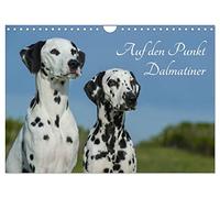 Auf den Punkt - Dalmatiner (Wandkalender 2026 DIN A4 quer), CALVENDO Monatskalender: Dalmatiner auf 13 wunderschönen Fotos für Sie präsentiert
