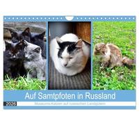 Auf Samtpfoten in Russland - Museums-Katzen auf russischen Landgütern (Wandkalender 2026 DIN A4 quer), CALVENDO Monatskalender: Katzen auf den ehemaligen Landgütern russischer Dichter