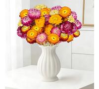 Aufisi Fleurs séchées, 40 Marguerites Multicolores avec tiges, pour Mariages, décoration de Maison et de Bureau