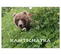 Aug in Aug mit den Braunbären in Kamtschatka (Wandkalender 2026 DIN A4 quer), CALVENDO Monatskalender: Braunbären im Osten Russlands