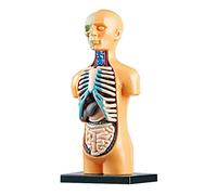 Aumotop Modèle D'anatomie Kit D'outils d'apprentissage du Corps Humain Affichage des Os des Organes Cadeau éducatif pour Les Enseignants L'éducation STEM Démonstration en Classe TXL-117 TXMR-025