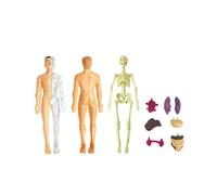Aumotop Modèle D'anatomie Kit D'outils d'apprentissage du Corps Humain Affichage des Os des Organes Cadeau éducatif pour Les Enseignants L'éducation STEM Démonstration en Classe TXL-117 TXMR-025