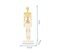 Aumotop Modèle D'anatomie Kit D'outils d'apprentissage du Corps Humain Affichage des Os des Organes Cadeau éducatif pour Les Enseignants L'éducation STEM Démonstration en Classe TXL-117 TXMR-025
