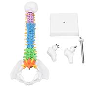 Aumotop Modèle de Colonne Vertébrale D'anatomie Miniature en PVC 45cm, Code Couleur avec Ensemble D'os de Cuisse pour l'enseignement et L'étude