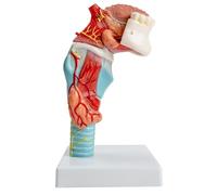 Aundhegrtt Modèle Anatomique Humain à Taille Réelle de la Langue, des Dents et de la Gorge, Comprend la Langue, les Dents, la Glande Thyroïde et le Larynx.