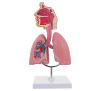Aundhegrtt Modèle D'Anatomie de la Cavité Nasale Humaine, de la Gorge et des Poumons, Modèle des Systèmes Respiratoires Humains
