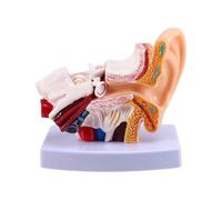 Aundhegrtt Modèle D'Anatomie de L'Oreille Humaine, Modèle de Construction de la Structure de L'Oreille pour L'Affichage Pédagogique en Oto-Laryngologie, Grande Taille.