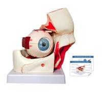 Aundhegrtt Modèle D'Œil Humain, Modèle D'Agrandissement de L'Œil, Anatomie Géante de L'Œil pour L'Enseignement Scientifique.