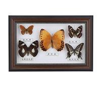 AUNMAS Exquis Papillon Insecte Spécimen Cadre Photo Artisanat Affichage Cadre Photo d'anniversaire Décor à La Maison (1#)