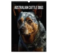 Australian Cattle Dogs (Wandkalender 2026 DIN A3 hoch), CALVENDO Monatskalender: Der Australian Cattle Dog - Der beliebte Hofhund
