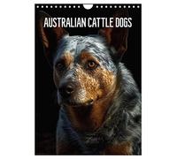 Australian Cattle Dogs (Wandkalender 2026 DIN A4 hoch), CALVENDO Monatskalender: Der Australian Cattle Dog - Der beliebte Hofhund