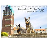 Australian Cattle Dogs zwischen Kunst und Kultur (Wandkalender 2026 DIN A4 quer), CALVENDO Monatskalender: Eine außergewöhnliche Hunderasse und Architektur treffen aufeinander