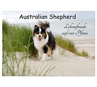 Australian Shepherd - Lebensfreude auf vier Pfoten (Wandkalender 2026 DIN A2 quer), CALVENDO Monatskalender: Die Abenteuer eines powervollen Australian Shepherd