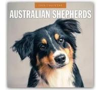 Australian Shepherds 2026 Square Wall Calendar