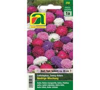 AUSTROSAAT Aster de Chine Nain "Niedrige Mischung" - 1 sachet