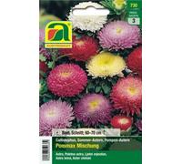 AUSTROSAAT Aster de Chine "Pommax Mischung" - 1 sachet