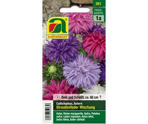 AUSTROSAAT Aster de Chine "Straussenfeder Mischung" - 1 sachet