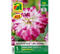 AUSTROSAAT Bulbe de Dahlia Saint Martin, Calibre 1 - 1 pcs