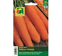 AUSTROSAAT Carotte "Berlicum2/Romosa" - 1 sachet