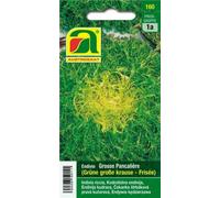 AUSTROSAAT Chicorée Frisée "Grosse Pancalière" - 1 sachet