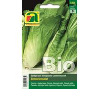 AUSTROSAAT Chicorée "Pain de Sucre" - 1 sachet