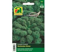 AUSTROSAAT Chou Frisé "Westlandse Winter" - 1 sachet