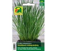 AUSTROSAAT Ciboulette "Mittelgrobröhriger" - 1 sachet