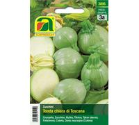 AUSTROSAAT Courgette Ronde "Tondo" - 1 sachet