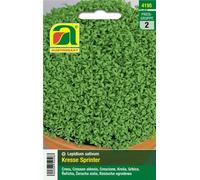 AUSTROSAAT Cresson Alénois "Sprinter" - 1 sachet