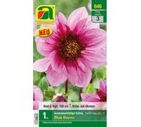 AUSTROSAAT Dahlia Anémone "Blue Bayou" - 1 bulbe
