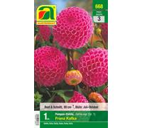 AUSTROSAAT Dahlia Pompon "Franz Kafka" - 2 bulbes