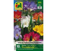 AUSTROSAAT Freesia "Mélange Splendide" Taille 6/7 - 10 bulbes
