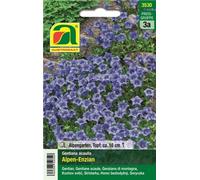 AUSTROSAAT Gentiane des Alpes - 1 sachet