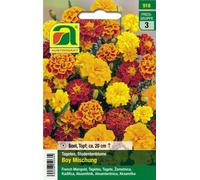 AUSTROSAAT Œillet d'Inde "Boy Mischung" - 1 sachet