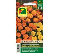 AUSTROSAAT Œillet d'Inde "Niedrige Gefüllte Mischung" - 1 sachet