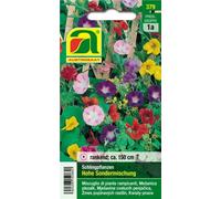 AUSTROSAAT Mélange de Plantes Grimpantes - 1 sachet