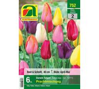 AUSTROSAAT Mélange d'Exception de Tulipes Darwin - 6 bulbes