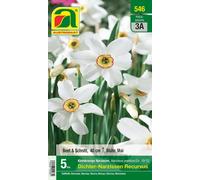 AUSTROSAAT Narcisse des Poètes "Recurvus" - 5 bulbes
