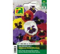 AUSTROSAAT Pensée "Schweizer Riesen Mischung" - 1 sachet