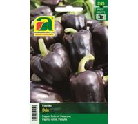 AUSTROSAAT Poivron Violet "Oda" - 1 sachet