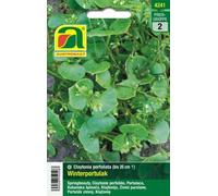 AUSTROSAAT Pourpier d'Hiver - 1 sachet