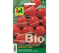 AUSTROSAAT Radis Bio "Wiener Rotes Treib" | Ruban Présemé - 1 sachet