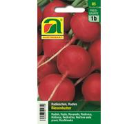 AUSTROSAAT Radis "Riesenbutter" - 1 sachet