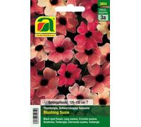 AUSTROSAAT Suzanne aux Yeux Noirs "Blushing Susie" - 1 sachet