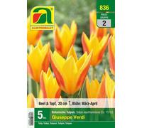 AUSTROSAAT Tulipes Botaniques Giuseppe Verdi - 5 bulbes