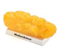 Authentique réplique de graisse corporelle humaine - 5 lb, motivation et rappel de maintien de la forme et de perte de poids, modèle de démonstration de tissus adipeux humains