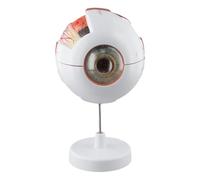 Autilyshop Modèle anatomique humain en PVC - Pièces détachables - Structure oculaire grossissante - 3x et 6x - Anatomie des yeux élargis - Outil pédagogique pour enseignement en ophtalmologie - 3 x