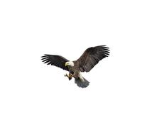 Autocollant Aigle Volant, 2pcs Autocollant de Voiture Animal Aigle 3D Autocollants de décoration de Voiture Ailes d'aigle Autocollants d'emblème de Voiture Autocollant de décoration de carrosserie