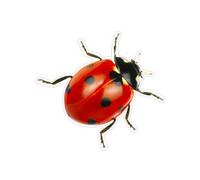 Autocollant coccinelle insecte enfant logo 656 sticker adhesif - Taille : 8 cm
